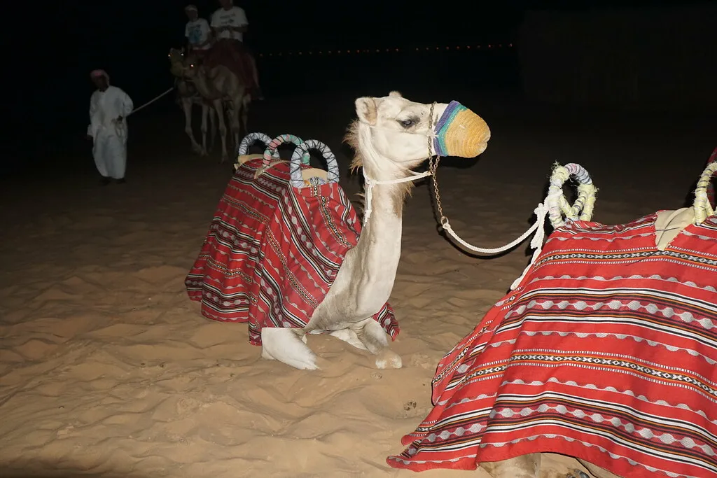 Camel with a red saddle waiting for riders at the desert camp