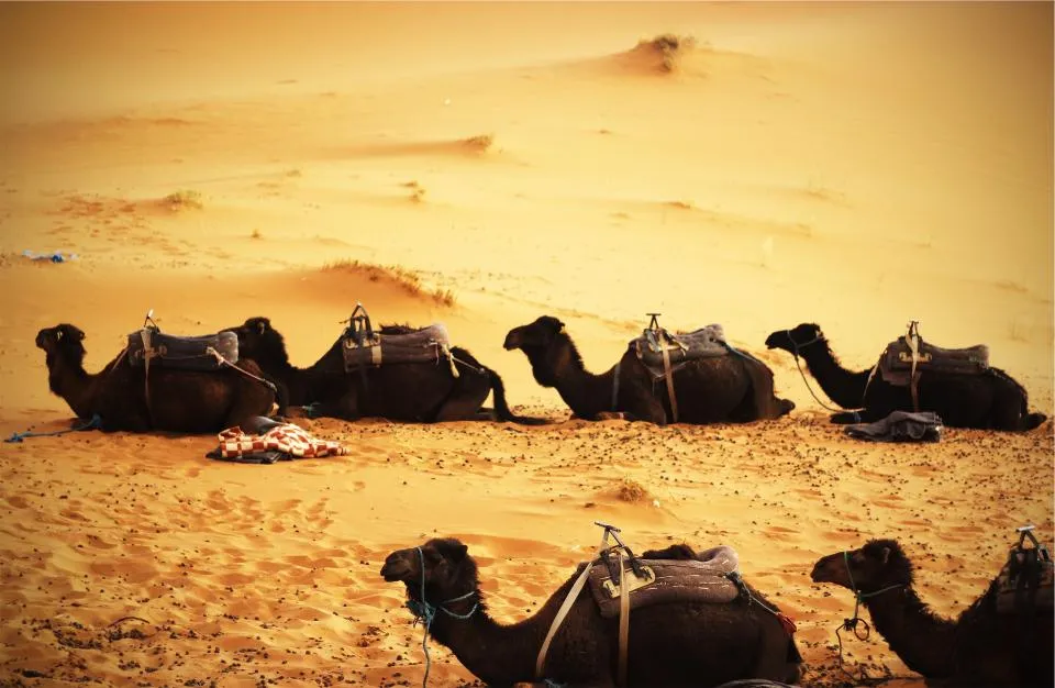 Camels resting on the dunes before the evening camel rides
